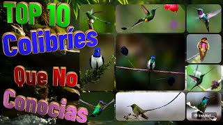 🌺 TOP 10 Los Colibríes mas Hermosos del Mundo🌈 Colibrí Aves Naturaleza Fauna EspeciesExóticas [upl. by Mord]