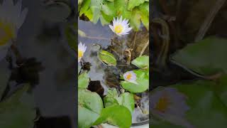 Finally🤗Water Lilies bloom in my Garden waterlily gardenknowledgehub [upl. by Ecinnaj]