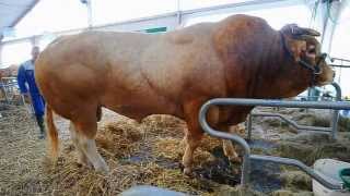 MonsterStier  MonsterBull  ein Stier so groß wie Hulk [upl. by Crofoot]