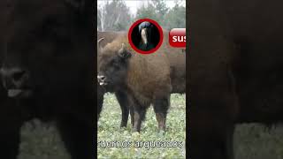 Descubre la Fuerza y los Secretos de los BISONTES [upl. by Nauqas689]