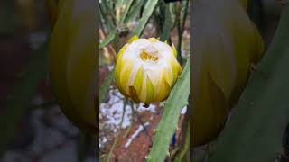 DRAGON FRUIT  PALORA VARIETY [upl. by Quickel]