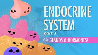 Endocrine System Part 1  Glands amp Hormones Crash Course Anatomy amp Physiology 23 [upl. by Solitta]