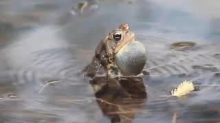 FROG SOUNDS COMPILATIONS [upl. by Rapsag]