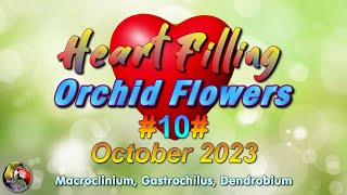 FLOWERS FROM THE HEART  Orchids blooming now  October 2023 [upl. by Dietz]