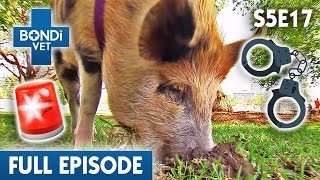 Destructive Pig in Trouble with the Law 🐷  Bondi Vet Season 5 Ep 17  Bondi Vet Full Episodes [upl. by Salangi]