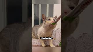 Gato tiene otra oportunidad de vivir gracias a esta chica [upl. by Nile]