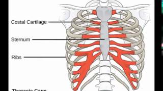 Two Minutes of Anatomy Sternum [upl. by Tracee]