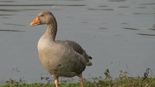 Greylag goose facts [upl. by Guimond]