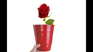 Rooting Roses in Red Solo Cup  EASY WAY [upl. by Ackler]