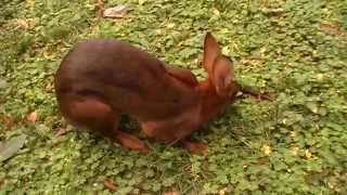 Belgian Hare doe running free in the garden [upl. by Auqenaj345]