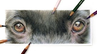 How To Draw Dogs Eyes with Coloured Pencil  Drawing Tutorial [upl. by Hindu271]