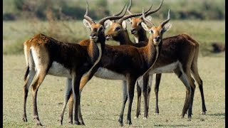 Black lechwe in Zambia [upl. by Enymsaj772]