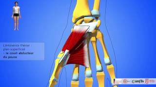 Les muscles de la main Présentation et rapports [upl. by Trebron]