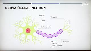 Domaća zadaća za 9 razred Biologija  Nervni sistem [upl. by Johannes]