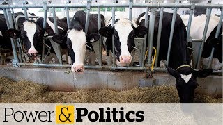 Dairy farmers upset by final trade deal  Power amp Politics [upl. by Hael]