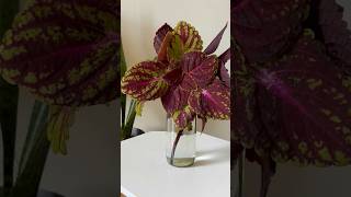 Coleus Plant Decoration  Water Propagation [upl. by Aviv]