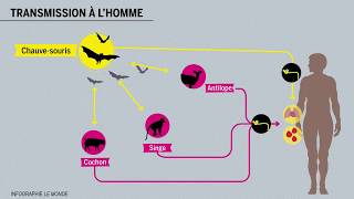 Tout savoir sur le virus Ebola en 5 minutes [upl. by Rehpotsirk]