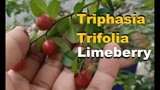 Fruit Review Triphasia Trifolia  Limeberry [upl. by Herwin728]