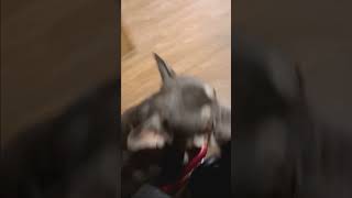 Radio flyer frenchielover frenchie radioflyer doglover subscribe no dogs were injured [upl. by Livingstone]