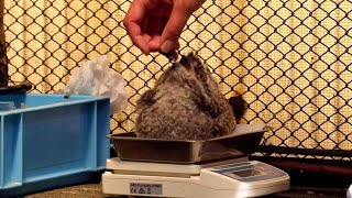 ガマグチヨタカのヒナの体重測定 （キャンベルタウン野鳥の森）Frogmouth Chick weight measurement [upl. by Skcirdnek238]