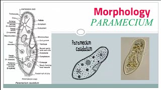 Paramecium caudatum morphology part 2 internal structure [upl. by Neladgam]