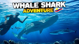 I Swam with WHALE SHARKS in the Philippines GoPro footage [upl. by Sirromal455]