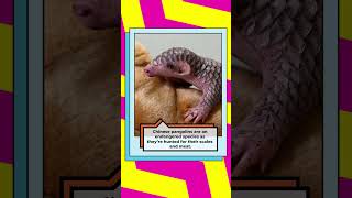 Baby Pangolins — Your New Favourite Cute Animal Is Here [upl. by Stearns]