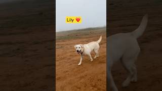 Labrador fast running dog dogrunning playingdog morning fyp viralshorts dogshorts [upl. by Htessil535]