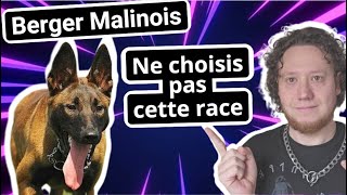 Berger Belge Malinois  Attention avec ce chien [upl. by Dagney635]