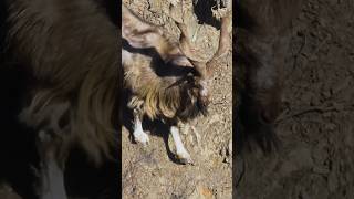 Brand Beard Ibex on Mountainous Rage ibex gb animals suiii duet viralvideo mountains deer [upl. by Lipcombe254]