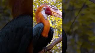 The rufousheaded hornbill is a colourful and distinctive bird and is one of theviralshort video [upl. by Noda]