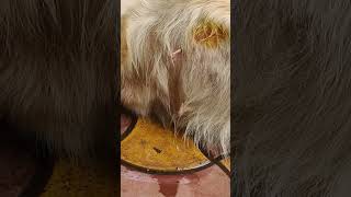 Ascites in dog [upl. by Daveen820]