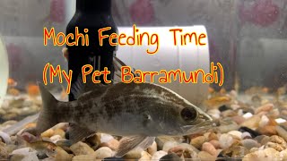 Tank TV  Pet Barramundi Live Fish Feeding [upl. by Aynatahs354]