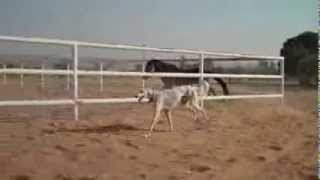 Saluki racing Arab horses [upl. by Bonn19]