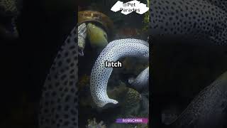 🤯 Did You Know Moray Eels Have TWO Jaws 🦷 How They Hunt with This Weird Trick  facts shorts [upl. by Gherardo]