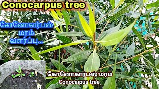 கோனோகார்பஸ் மரம் வளர்ப்பு  grow in conocarpus tree [upl. by Akcinehs569]