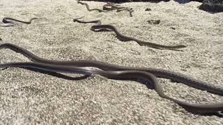 Baby Iguana Running From Snakes  Iguana Vs Snakes [upl. by Aicelav593]