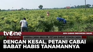 Kesal Harga Anjlok Petani di Lumajang Babat Tanaman Cabai  AKIS tvOne [upl. by Ardnasil]