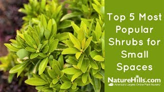 Top 5 Most Popular Shrubs for Small Spaces  NatureHillscom [upl. by Ecnaled]