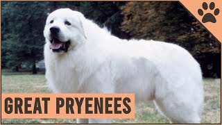 Great Pyrenees  Pyrenean Mountain Dog [upl. by Assened146]