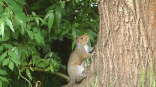 Pest Control with Air Rifles  Squirrel Shooting and Trapping  Last Vid of 2016 [upl. by Nicolette]