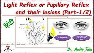 Light reflex pathway and lesions Part12 in Hindi  pupillary light reflex pathway and lesions [upl. by Gnilsia834]