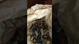 COME STUFARE LE CASTAGNE COTTE ALLA ROSTORELLA [upl. by Emmanuel]