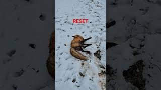 Red Fox 5 Dirthole Reset trap fox coyote trapping [upl. by Ahsieker]