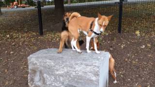 Basenji At The Dog Park [upl. by Eecrad864]