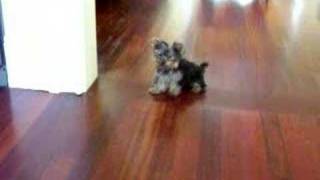 Michael Jackson Yorkie Moon Walk [upl. by Fredericka680]