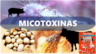 Adsorbente de micotoxinas [upl. by Ai]