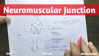 Neuromuscular Transmission  Neuromuscular Junction  Physiology [upl. by Yobybab818]