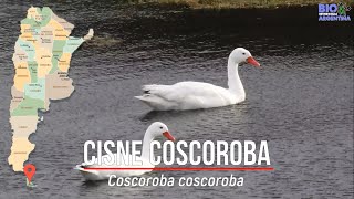 COSCOROBA SWAN  CISNE COSCOROBA  Coscoroba coscoroba EN TIERRA DEL FUEGO  ARGENTINA birds bird [upl. by Varuag]