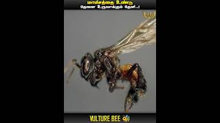 INTERESTING FACTS ABOUT MEAT EATING BEE  VULTURE BEE  MIC LA SOLLU  IN TAMIL [upl. by Yessej]